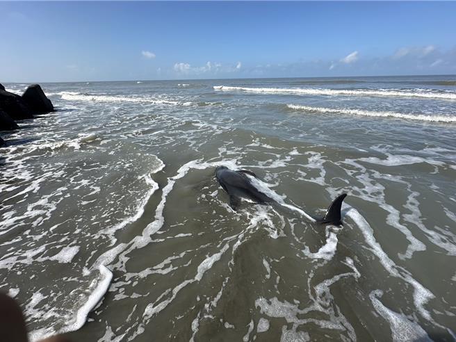 海保救援網（MARN）今天上午10時50分接獲海巡署第六巡防區通報，在台南市七股區青山漁港南堤沙洲發現4隻擱淺鯨豚，海洋委員會海洋保育署MARN機制啟動救援，救援團隊接獲通報後隨即到場處置。（海洋委員會海洋保育署提供／林雅惠高雄傳真）