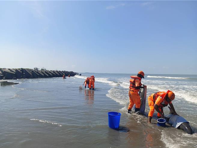 青山渔港南堤沙滩发现4只活体海豚集体搁浅，其中3只身体状况较佳，将协助载至海中后野放。（海巡署南部分署提供／林雅惠高雄传真）