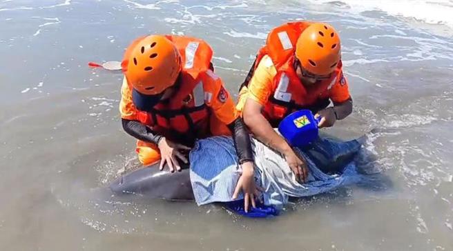 台南市将军区青山渔港沙滩6日上午传有4只鲸豚集体搁浅，海巡署弟兄立即以溼布覆盖其身体保溼。（读者提供／张毓翎台南传真）