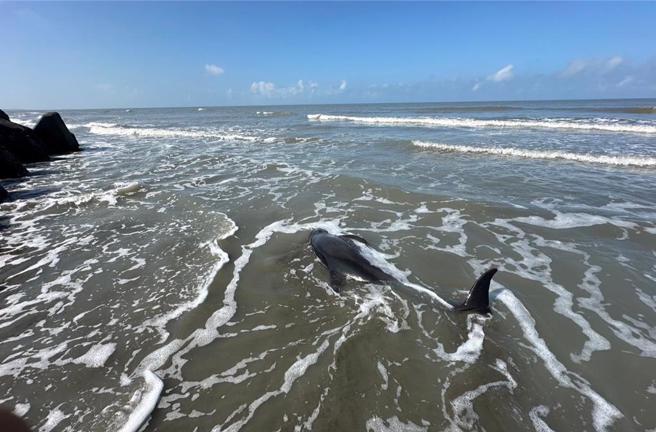 现场初步评估，4只搁浅海豚为「小虎鲸」，外观均有些许擦伤。（读者提供／张毓翎台南传真）