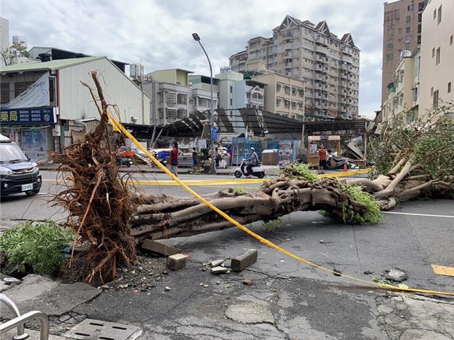 高雄市统计有2577件树倒案件，护树团体建议防治树倒可以从树穴大小下手，并拟定7大项復植SOP，才能确保后续生长状况良好。（本报资料照片）
