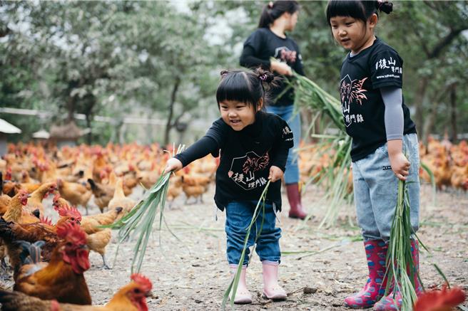  家乐福合作大成，把关溯源系统，精选16周后山优良环境成长土鸡。（家乐福提供）