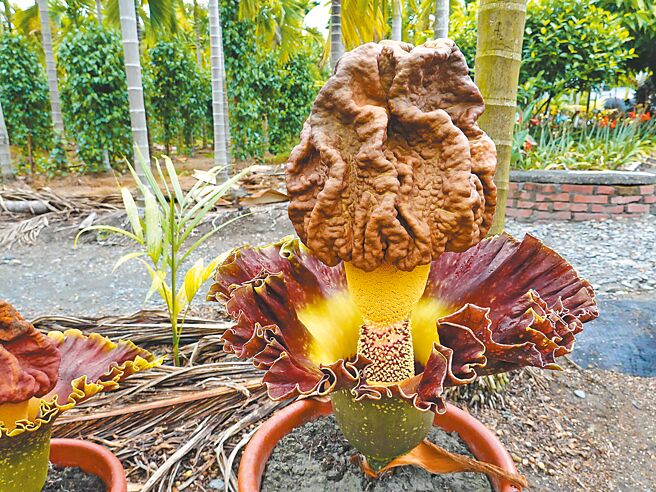 疣柄魔芋在葉柄上有粗糙疣狀物，梅雨季前開花並散發濃厚腐臭味，是全台最大的花。（新埤數位機會中心提供／謝佳潾屏東傳真）