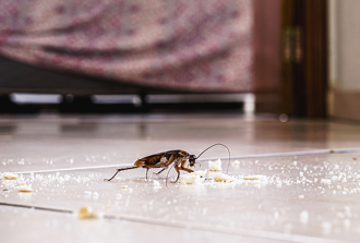 比肥皂水好用！2招讓小強團滅又消毒 一票人狂讚：是真的