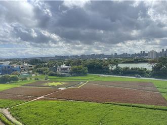 桃園溪海休區彩繪稻田國慶日開展 千坪國旗彩稻吸睛