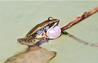 影》青蛙界的「許願神」！腹斑蛙齊聚鸞山池塘