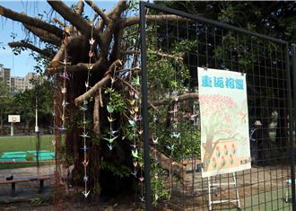 校園2棵老榕樹遭颱風吹倒 師生集體祈福助重生