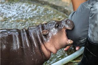 泰國「彈跳豬」萌樣吸金 杜拜商人豪捐500萬泰銖改善伙食