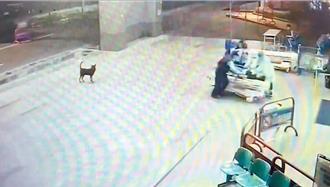 台南安南医院丢包案 开枪男被国民参审「重判23年」