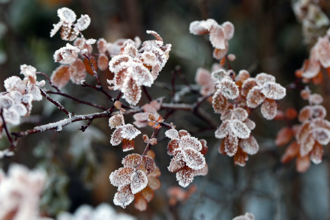 今「寒露」到！4生肖注意健康 忌探病