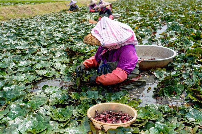 官田舊稱為「官佃」，以栽種菱角為主要農業，產量全國居冠。（西拉雅國家風景區管理處提供／張毓翎台南傳真）
