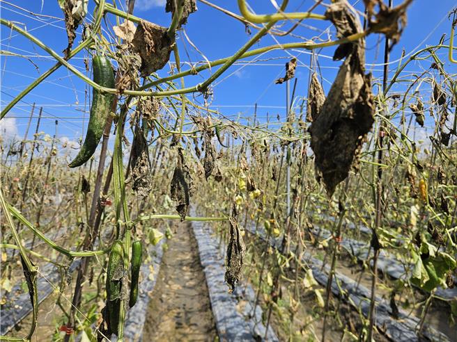 屏东县颱风农损全台最高，图为九如乡的网室小黄瓜园，受损严重。（罗琦文摄）