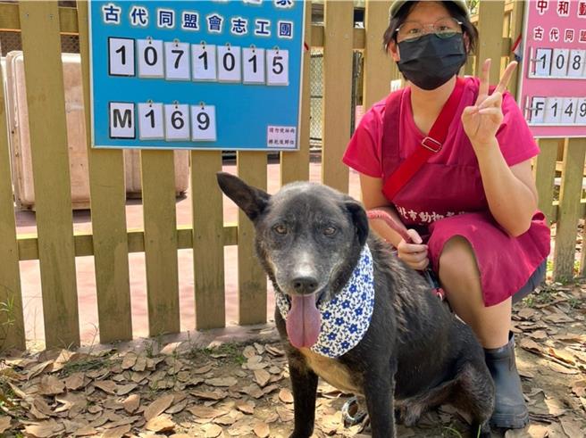 「大仙草」被中和动物之家收容时已有7到8岁，个性十分温顺。（新北市动保处提供）