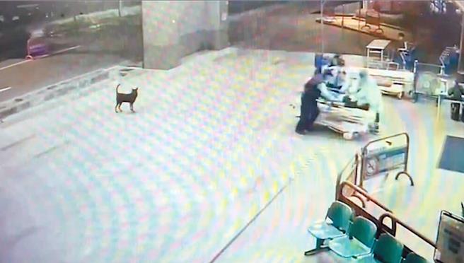 徐姓男子被男子林泽峰开枪后，载往台南市立安南医院急诊室门口丢包，事后伤重不治。（本报资料照片）