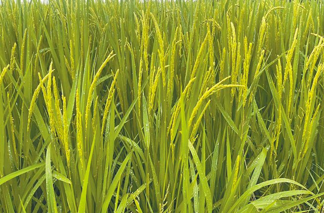 花莲县富里乡二期水稻目前正值开花抽穗期，山陀儿颱风来袭带来连日大雨，可能影响授粉造成稻田出现迟发性农损。（花莲县富里乡农会提供／罗亦晽花莲传真）