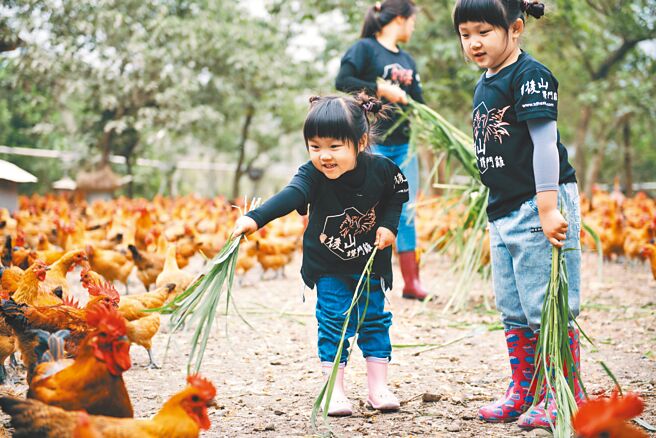 家樂福合作大成，把關溯源系統，精選16周後山優良環境成長土雞。（家樂福提供）