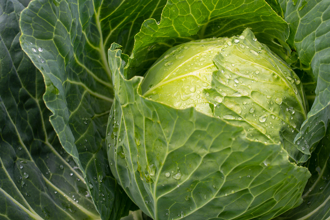 一顆高麗菜結帳2475元 年前嚇壞婆媽 大潤發回應了