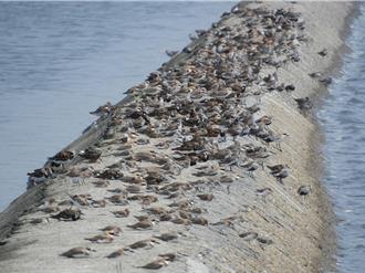 台灣泥灘地危機！58％消失 生態警鐘敲響