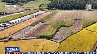 寒露到！陸秋糧收穫進入高峰期 進度逾四成