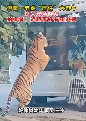 陸動物園老虎「壓車」！現場遊客尖叫連連引熱議