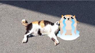 新竹「三花貓」遭勒斃棄屍     動保所：飼主坦承不當餵藥