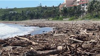 漂流木覆蓋台東富山護漁區 退潮後恐釋放汁液害死魚蟹