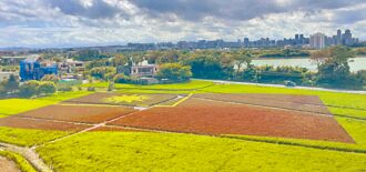 大園溪海千坪彩稻國旗 迎國慶