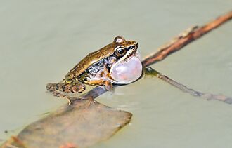 台東 高歌追愛 許願蛙有求必「給」