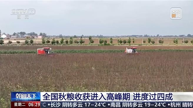 寒露時節陸秋糧收穫進高峰期進度逾四成。（大陸央視）