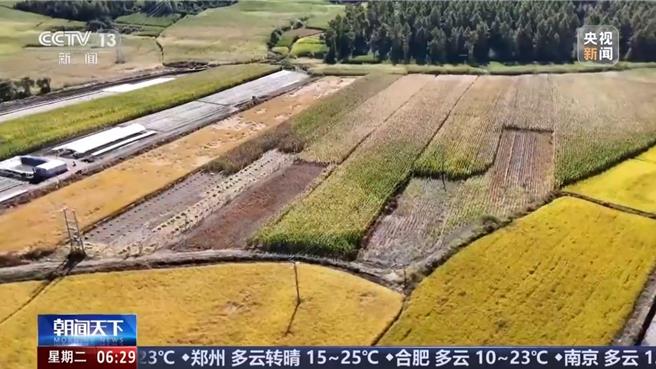 寒露時節陸秋糧收穫進高峰期進度逾四成。（大陸央視）