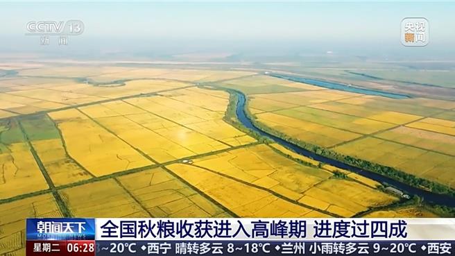 寒露時節陸秋糧收穫進高峰期進度逾四成。（大陸央視）