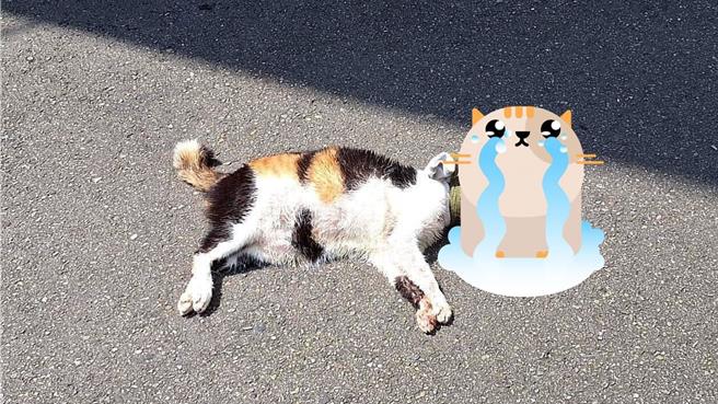 新竹縣流浪動物珍愛協會獲報1隻三花貓「樂樂」，疑似在新竹市香山遭棄屍，照片中屍體脖子纏繞襪子質疑遭虐殺，市議員劉崇顯要求重視此案從重裁罰。（取自劉崇顯臉書）