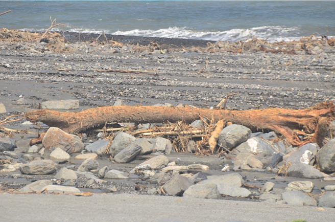 台東縣太麻里鄉新香蘭海岸漂流木。（蔡旻妤攝）