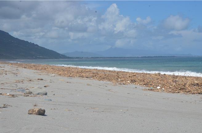 台東縣太麻里鄉新香蘭海岸漂流木。（蔡旻妤攝）