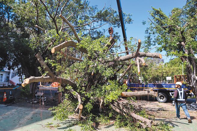 高雄市新上國小有2棵25年老榕樹，不敵這次山陀兒颱風侵襲倒塌。（高市教育局提供／紀爰高雄傳真）