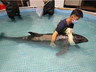 小虎鯨擱淺將軍漁港搶救3天離世  成大團隊：曬傷太嚴重