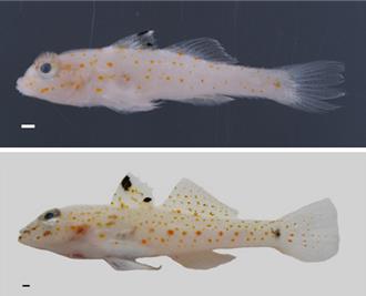 台灣新魚類再添一筆 「太平島紡錘鰕虎」正式發表