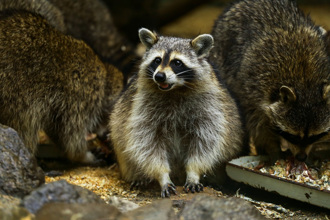 百隻浣熊開趴 相中恩人家討食 嚇壞女主人