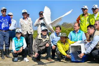 台南黑面琵鷺保育季開跑 「T85」消失1年邀愛鳥人士協尋