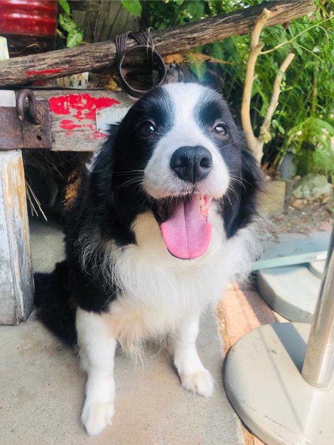 狗狗是人類最忠實的朋友。（孫英哲攝）