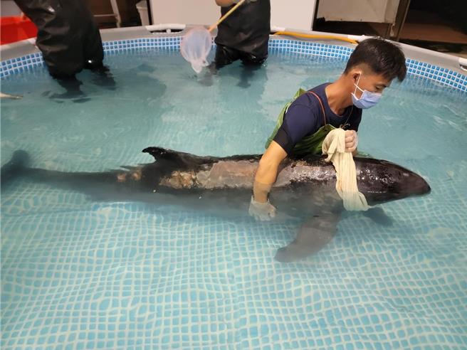 受傷小虎鯨已於9日清晨5點多離世。（摘自成大鯨豚中心臉書／曹婷婷台南傳真）