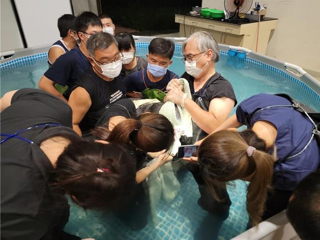 成大海洋生物暨鯨豚研究中心搶救小虎鯨3天，小虎鯨今天清晨已離世。（摘自成大鯨豚中心臉書／曹婷婷台南傳真）