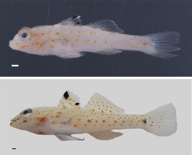 世界新種鰕虎科魚類「太平島紡錘鰕虎（Fusigobius taipinensis）」。上圖採集自南沙太平島海域、下圖採集自小琉球海域，兩尾皆約2.6公分長。（國海院提供／林瑞益高雄傳真）