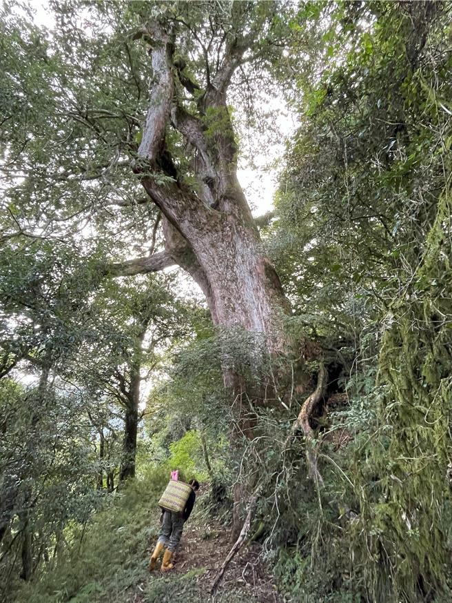 能高越岭道是国内外颇负盛名的健行路线。（林保署花莲分署提供／王志伟花莲传真）