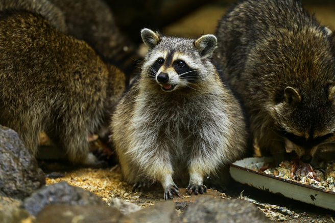 美國一名女屋主日前報警求助，稱上百隻浣熊團團包圍住處，還不斷向她討食。（示意圖：Shutterstock／達志）