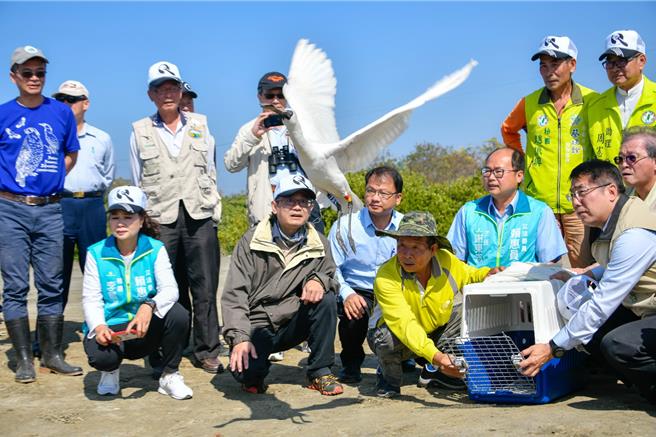 市長黃偉哲任內野放18隻傷癒的黑面琵鷺。（民眾提供／寶智華台南傳真）