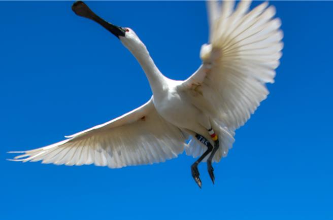 編號「T85」黑面琵鷺被發現已回台3次，去年未見蹤影。（民眾提供／寶智華台南傳真）