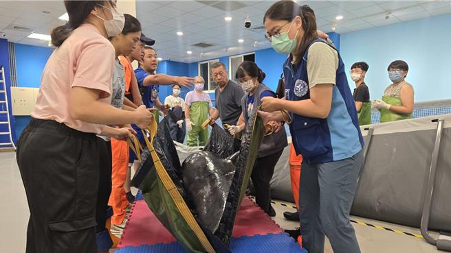 位於台中市的大安鷺鷥林8日有3隻小虎鯨加上1隻瓜頭鯨集體擱淺，其中2支救援成功，評估10日有機會可海放重返大海。（基市府產發處提供／徐佑昇基隆傳真）