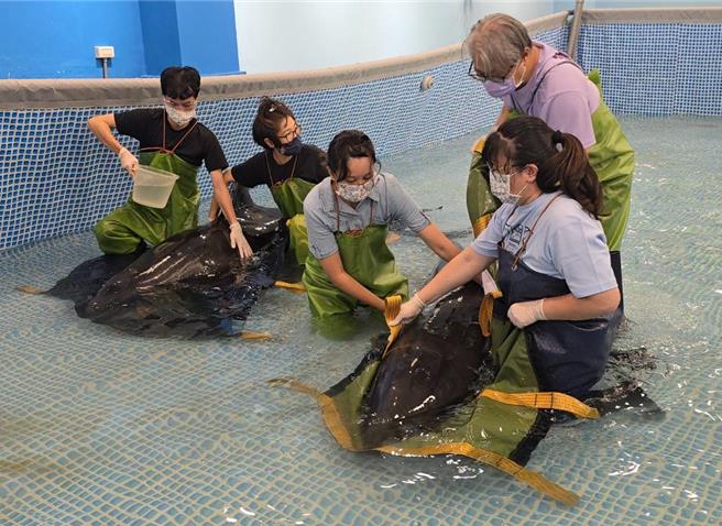 位於台中市的大安鷺鷥林8日有3隻小虎鯨加上1隻瓜頭鯨集體擱淺，其中2支救援成功，評估10日有機會可海放重返大海。（基市府產發處提供／徐佑昇基隆傳真）