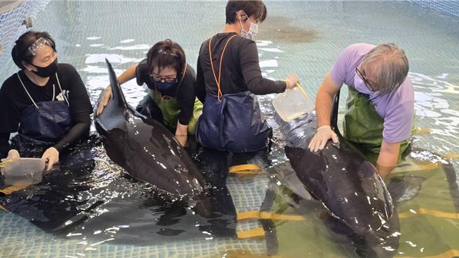 位於台中市的大安鷺鷥林8日有3隻小虎鯨加上1隻瓜頭鯨集體擱淺，其中2支救援成功，評估10日有機會可海放重返大海。（基市府產發處提供／徐佑昇基隆傳真）